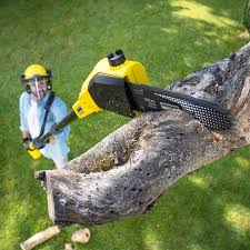 Best Tree Maintenance Programs  in Quincy, MA